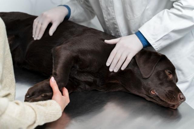 Symptoms of Arthritis in Dogs | Causes and Treatments